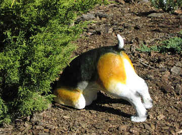 beaglebutt2.jpg